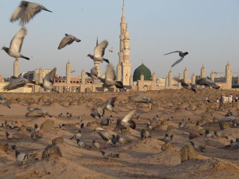 سخن تاریخ و قبر حضرت ام البنین (س) کجاست؟